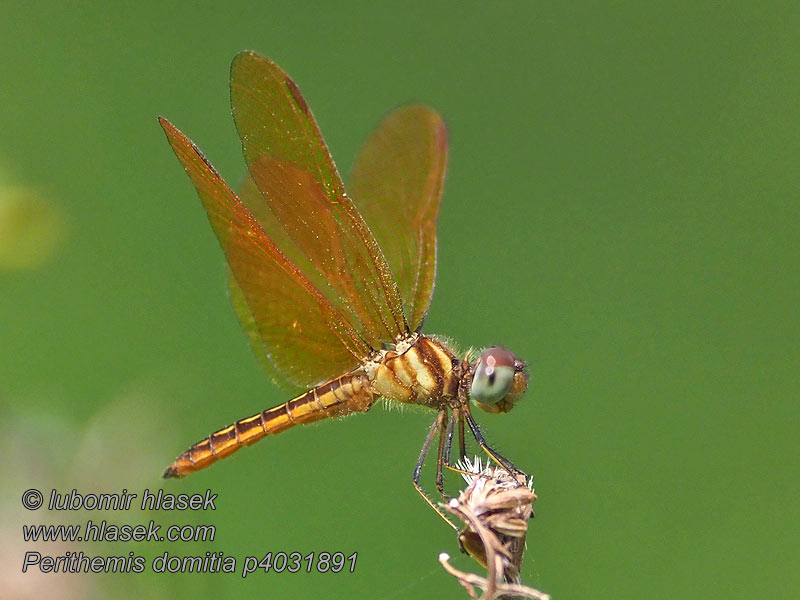 Perithemis domitia Slough amberwing