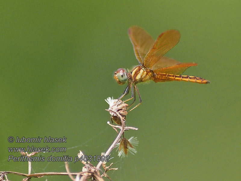 Perithemis domitia Slough amberwing