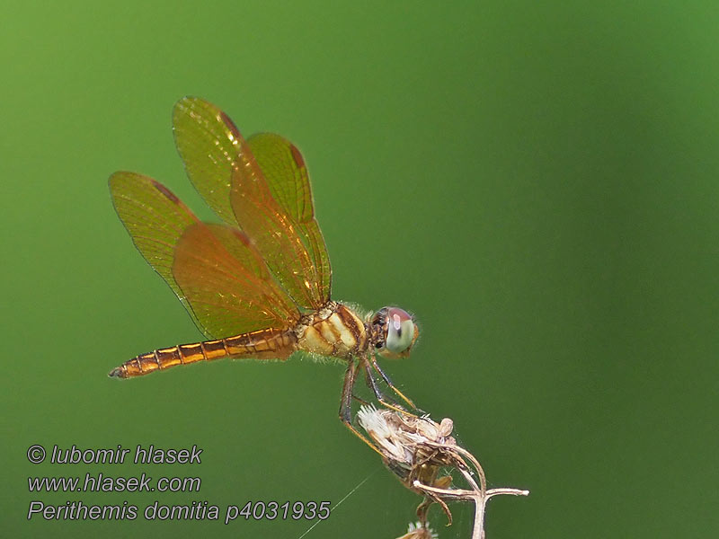 Perithemis domitia Slough amberwing