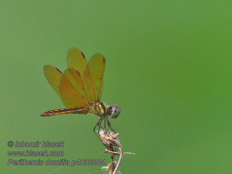 Perithemis domitia Slough amberwing