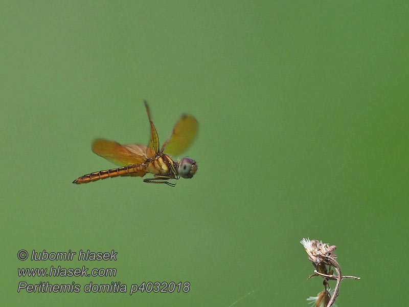 Perithemis domitia Slough amberwing