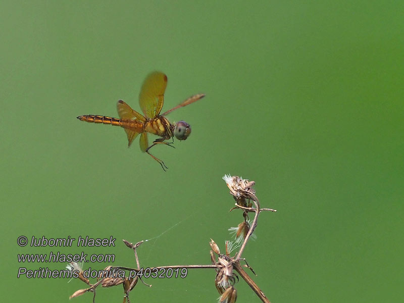 Perithemis domitia Slough amberwing