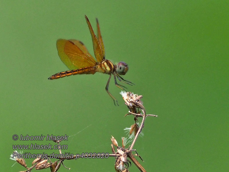 Perithemis domitia Slough amberwing