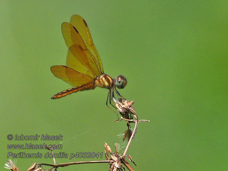 Perithemis domitia Slough amberwing