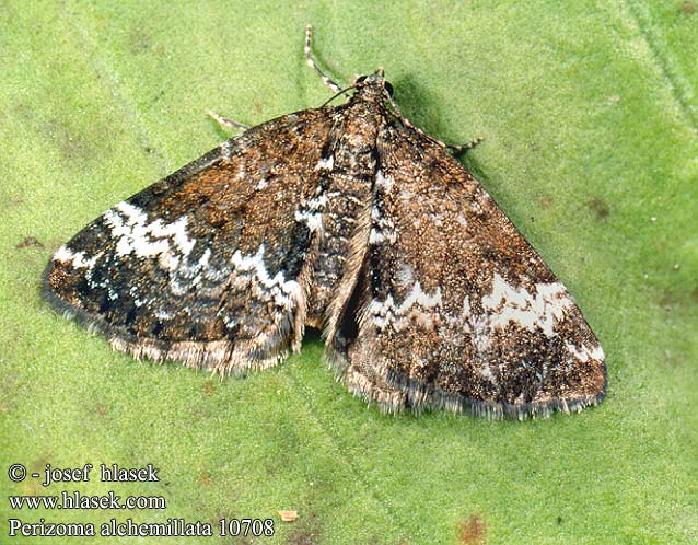 Perizoma alchemillatum alchemillata Hohlzahn-Kapselspanner