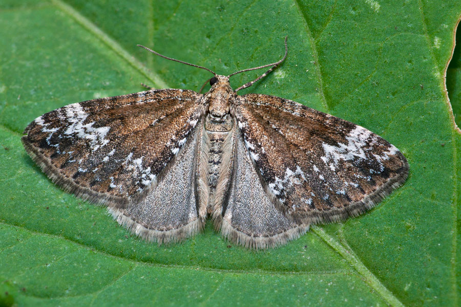 Pillikemittari Hennepnetelspanner Perizoma alchemillata