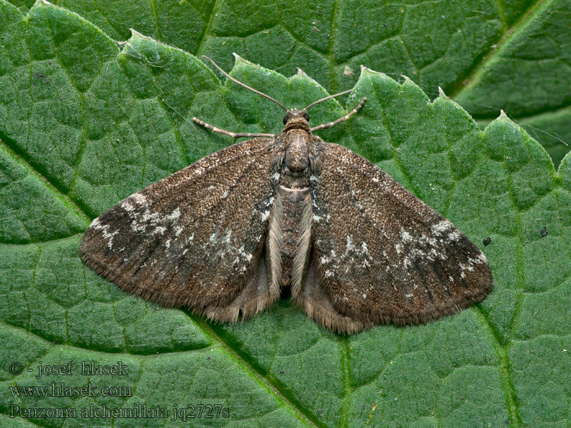 Small Rivulet Perizoma alchemillata