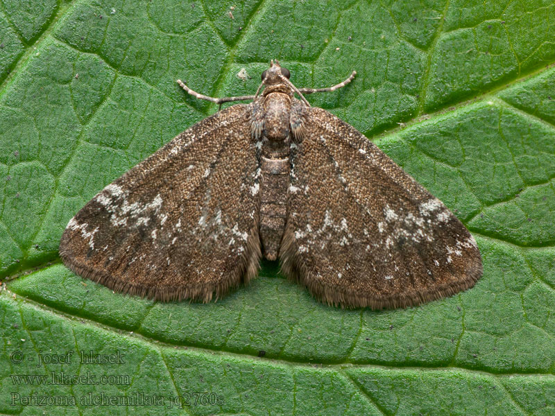 Peryzoma przywrotnica Perizoma alchemillata