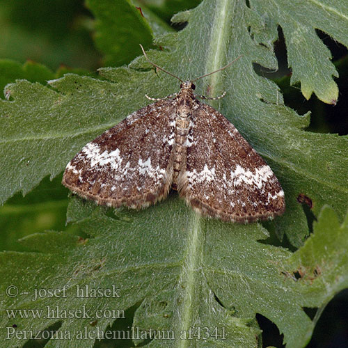 Perizoma alchemillatum Hennepnetelspanner Dovnalde-bladmaler Mélanippe coupée alchemillata Hohlzahn-Kapselspanner цидария пикульниковая Peryzoma przywrotnica Small Rivulet Semenovka konopnicová Píďalka konopicová Danfältmätare Dalundmaler Pillikemittari