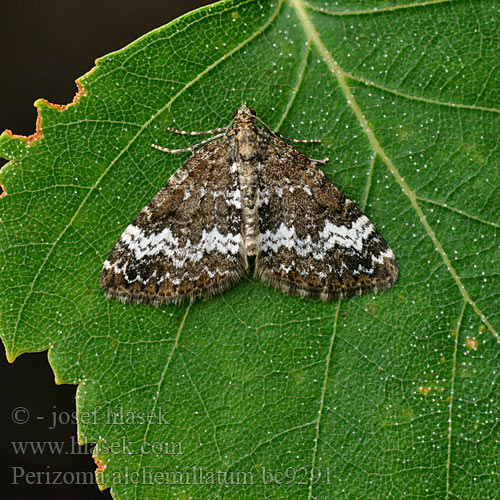 Mélanippe coupée Цидария пикульниковая Perizoma alchemillatum alchemillata Hohlzahn-Kapselspanner Peryzoma przywrotnica Small Rivulet Semenovka konopnicová Píďalka konopicová Danfältmätare Dalundmaler Pillikemittari Hennepnetelspanner Dovnalde-bladmaler