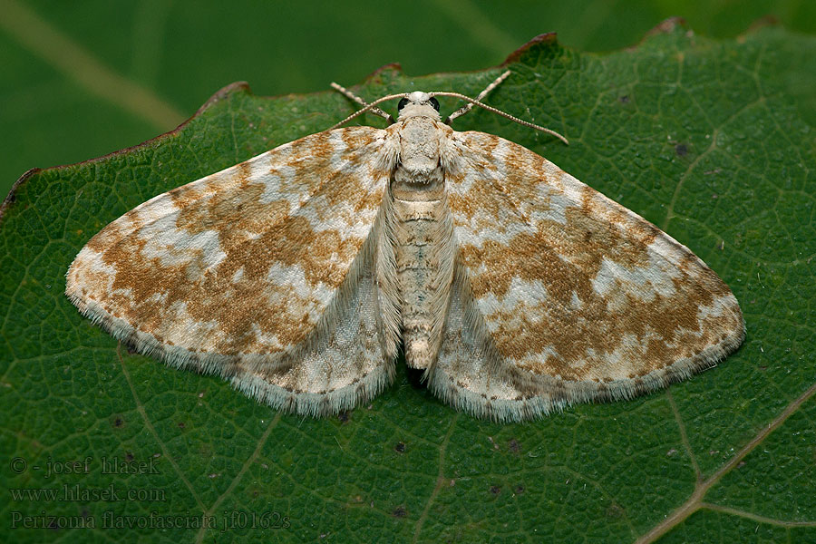 Perizoma flavofasciata