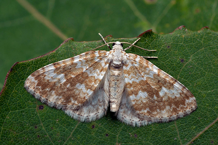 Perizoma flavofasciata