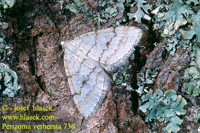 Perizoma verberata Mesotype Hangmoor-Wellenlinien-Blattspanner Palka smrkov Peryzoma ykowana Semenovka smrekov Bleke bergspanner