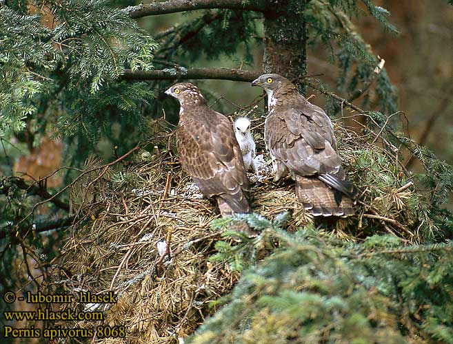 Pernis apivorus Honey Buzzard Wespenbussard