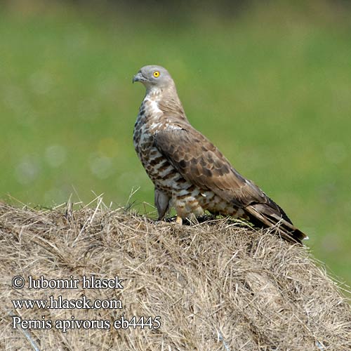 Pernis apivorus Honey Buzzard Wespenbussard