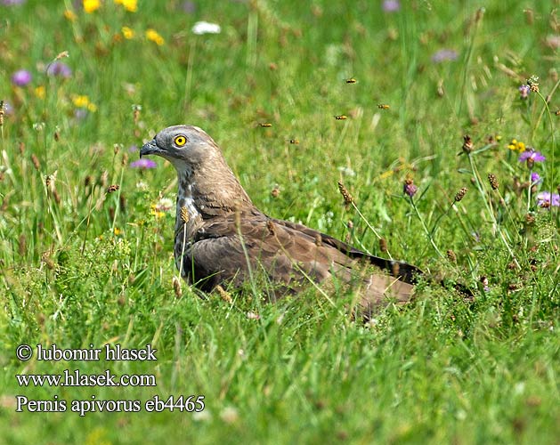 Pernis apivorus ヨアロッパハ