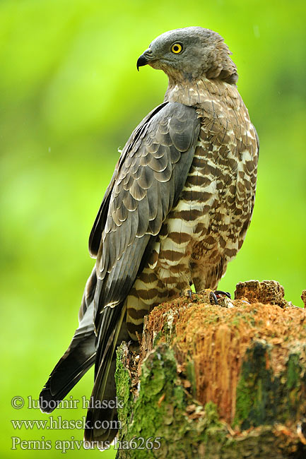 Honey Buzzard Wespenbussard Bondrée apivore