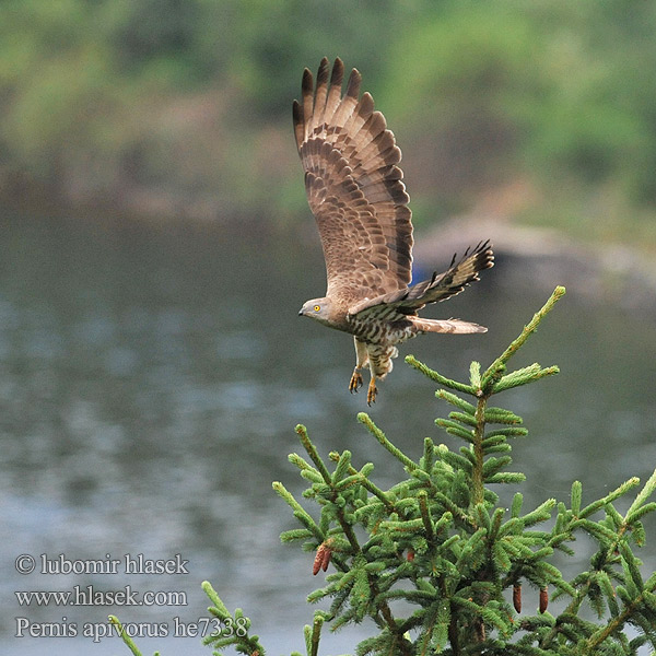 Arı Şahini איית Pernis apivorus Honey Buzzard