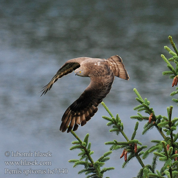 איית Pernis apivorus Honey Buzzard Wespenbussard