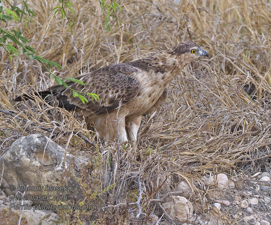 Pernis ptilorhynchus 凤头蜂鹰 Včelojed chocholatý