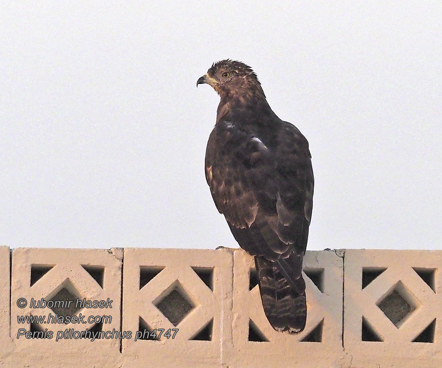 Pernis ptilorhynchus Oriental Honey-buzzard Abejero Oriental Idänmehiläishaukka