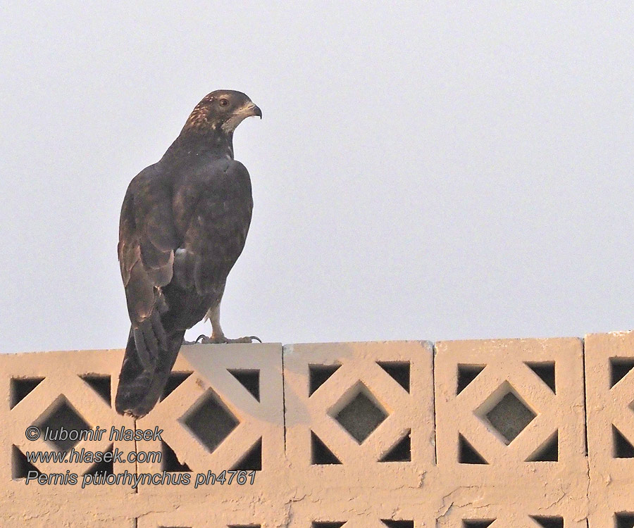 Schopfwespenbussard Østlig Hvepsevåge Oriental Honey-buzzard Pernis ptilorhynchus