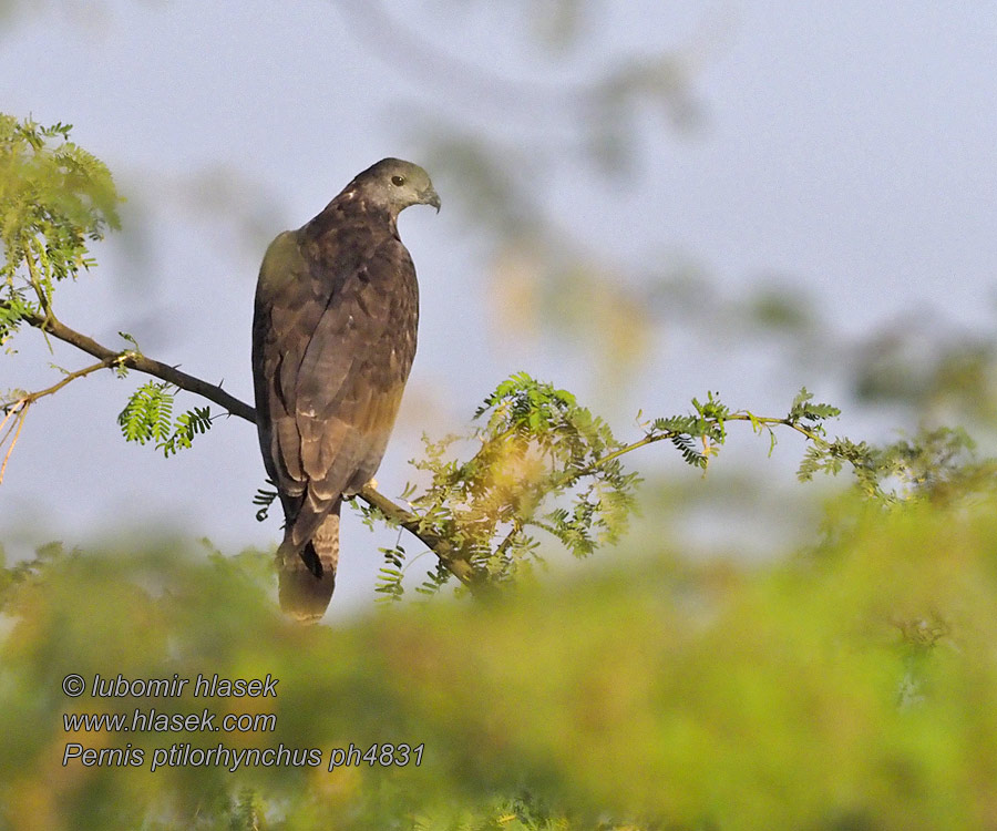 Bóbitás darázsölyv Falco pecchiaiolo orientale ハチクマ Pernis ptilorhynchus