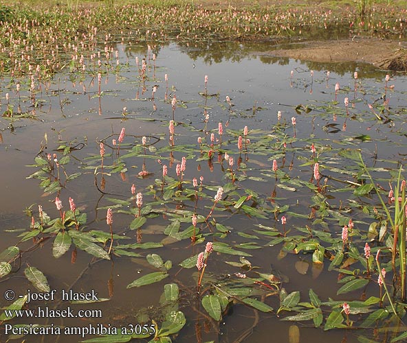 Persicaria amphibia