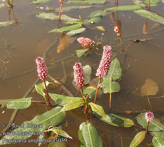 Persicaria amphibia