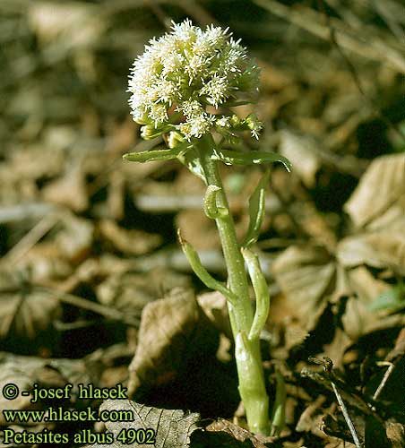 Petasites albus Weiße Pestwurz Butterbur White Fehér acsalapu