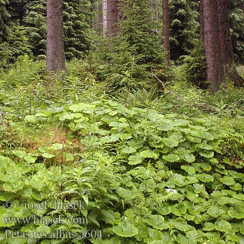 Petasites albus Deväťsil biely Devětsil bílý Sombrerera