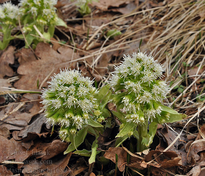 Petasites albus Белокопытник белый Weiße Pestwurz