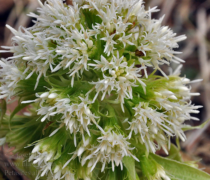 Petasites albus Butterbur White Devětsil bílý