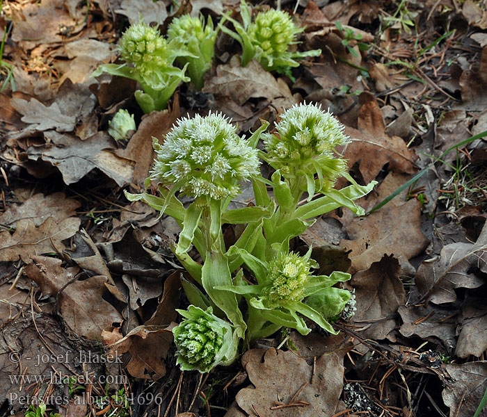 Petasites albus Pétasite blanc bianca Wit hoefblad