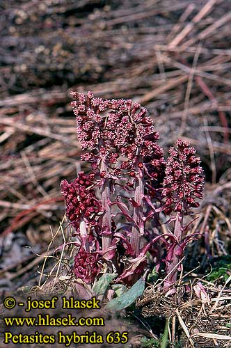 Petasites hybrida Gewöhnliche Pestwurz Devětsil lékařský Rød Hestehov