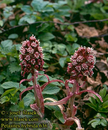 Common Butterbur Petasites hybridus Grand pétasite Groot hoefblad