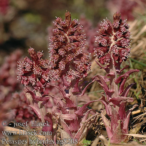 Petasites hybridus Devětsil lékařský Rød Hestehov Common Butterbur