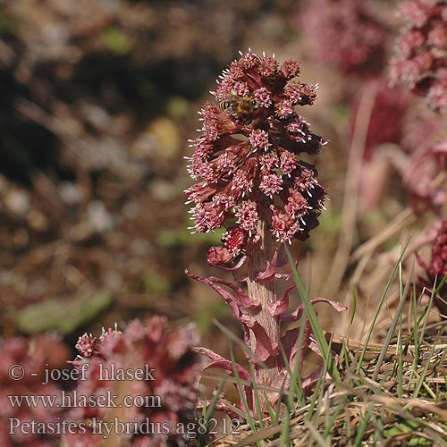 Petasites hybridus Common Butterbu Grand pétasite Groot hoefblad