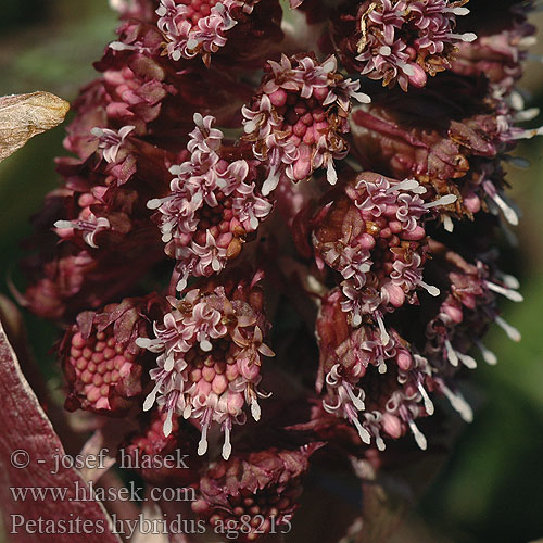 Petasites hybridus deväťsil hybridný lepiężnik różowy Etelänruttojuuri