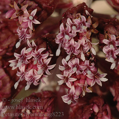Petasites hybridus Groot hoefblad Petasites officinalis Vörös acsalapu