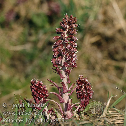 Petasites hybridus Vörös acsalapu Legepestrot Белокопытник гибридный