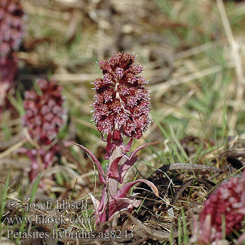 Petasites hybridus Белокопытник гибридный Pestskråp Gewöhnliche Pestwurz