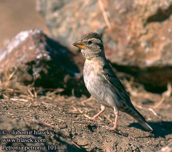 Petronia petronia Rock Sparrow Steinsperling Moineau soulcie