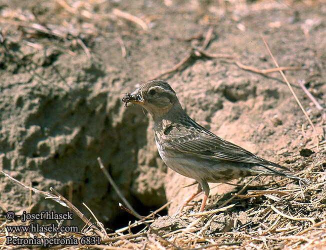 Petronia petronia 6831