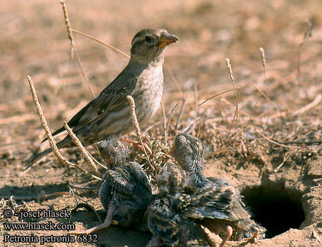 Petronia petronia 6832