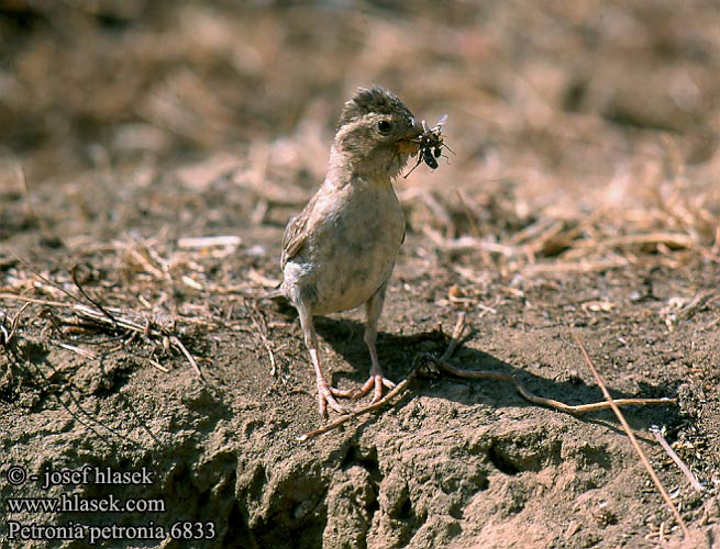 Rock Sparrow Steinsperling Moineau soulcie Gorrión Chillón