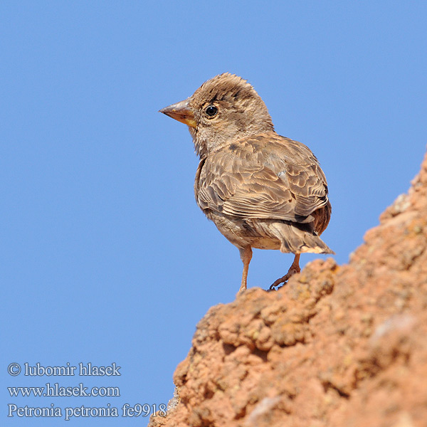 Petronia petronia fe9918