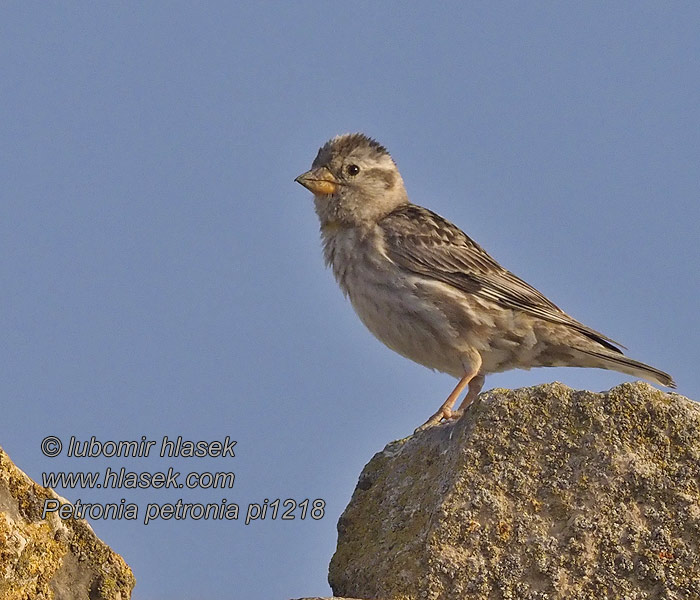 Vrabec skalní Petronia petronia