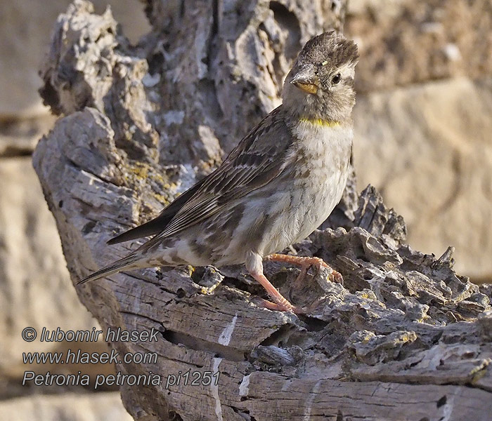Petronia petronia