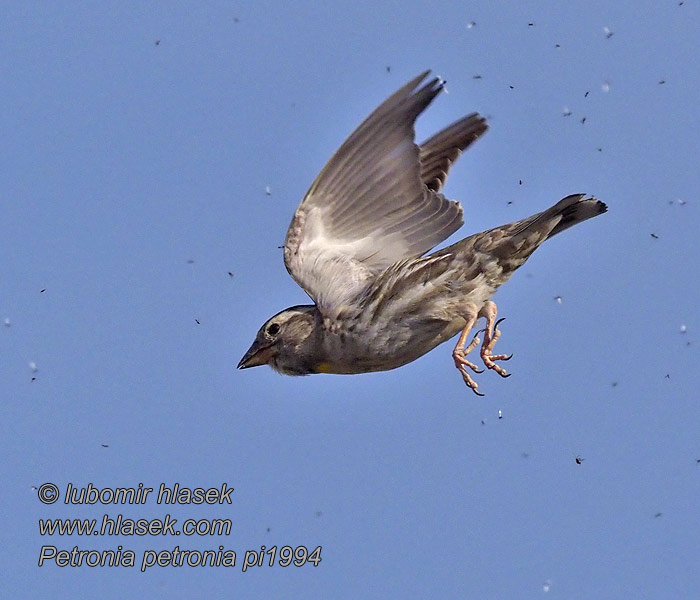 Steinspurv Stensparv 石雀 Воробей каменный Petronia petronia